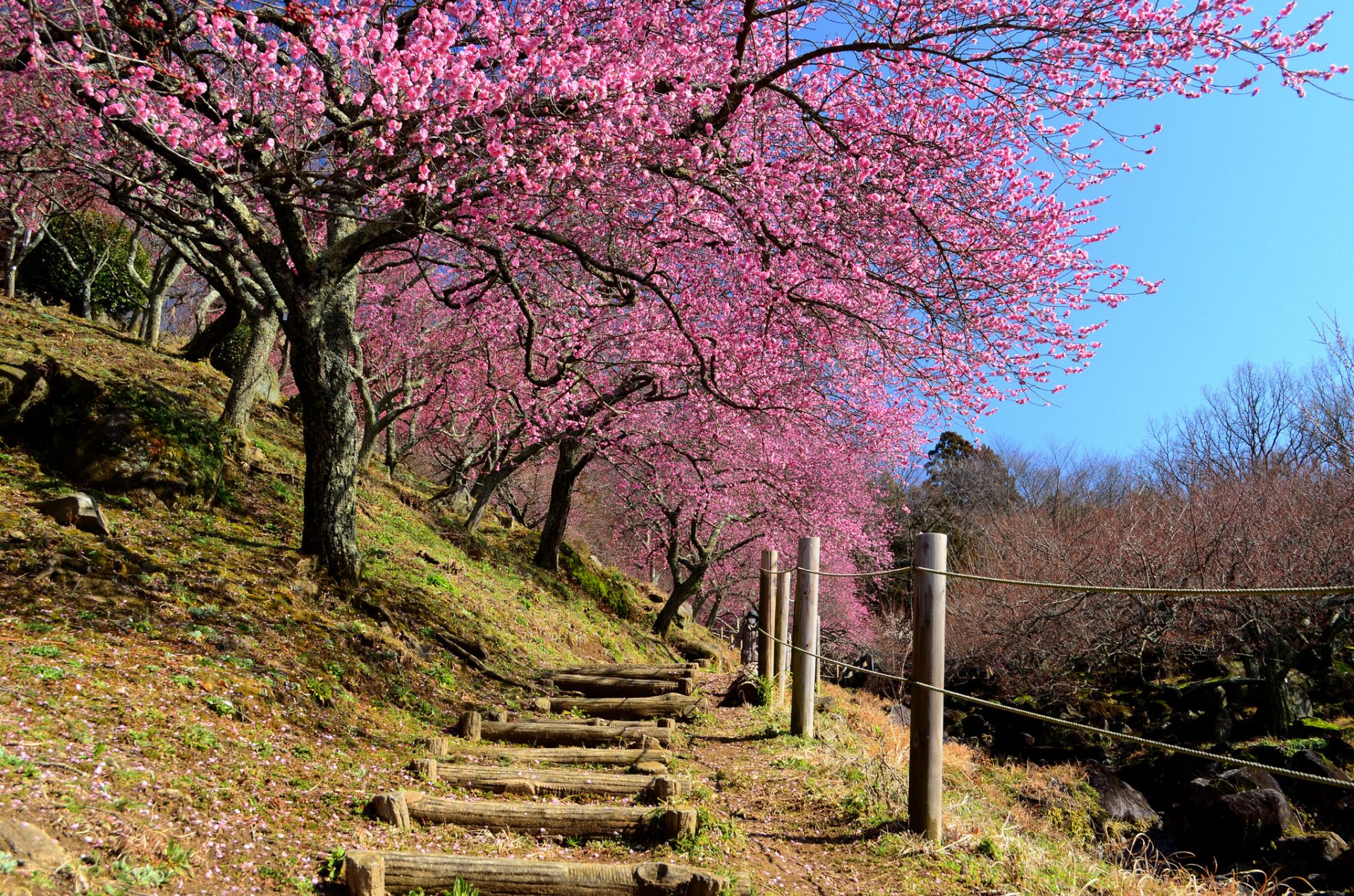 japonia wiosna ogród stok sakura stopnie ogrodzenie niebo