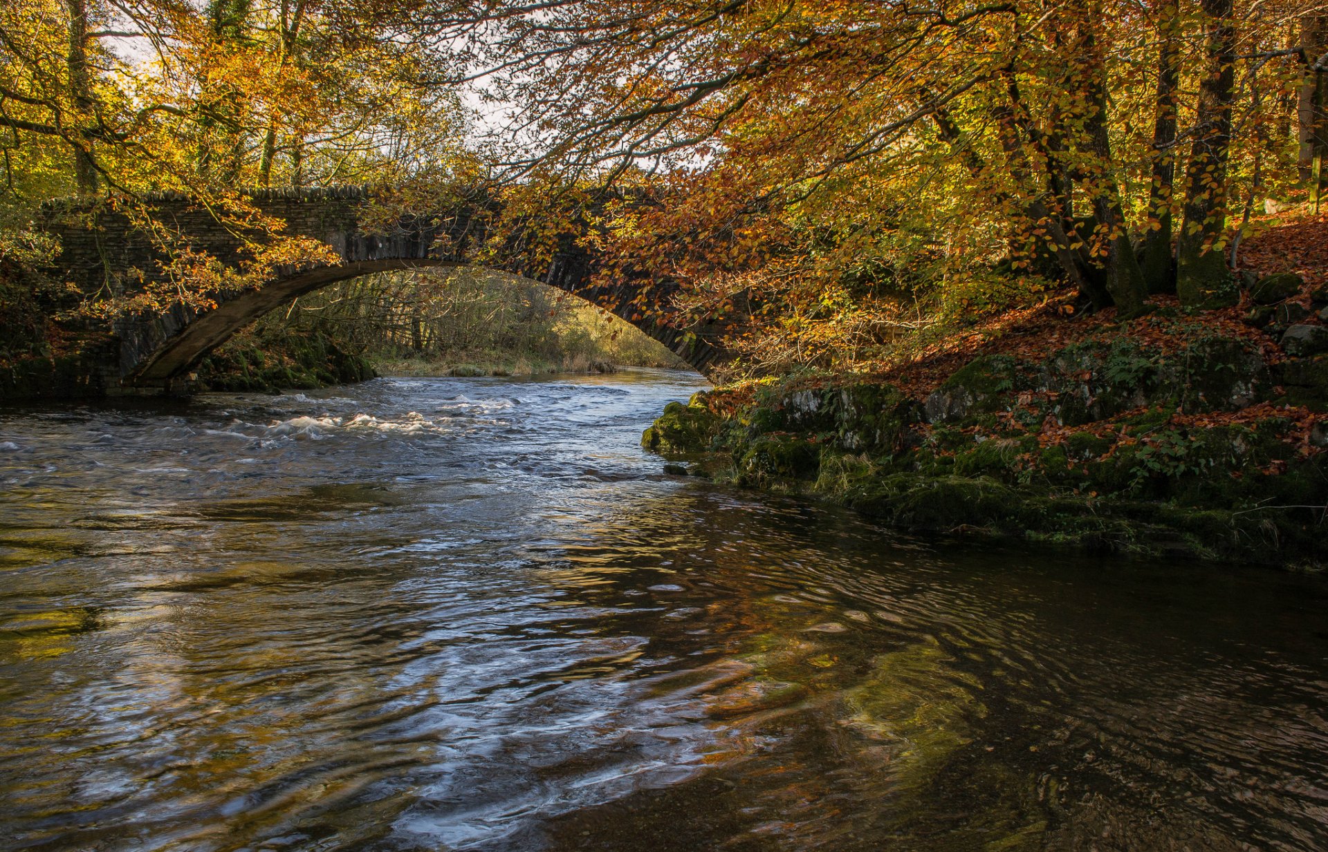 bosque parque árboles otoño río puente arco