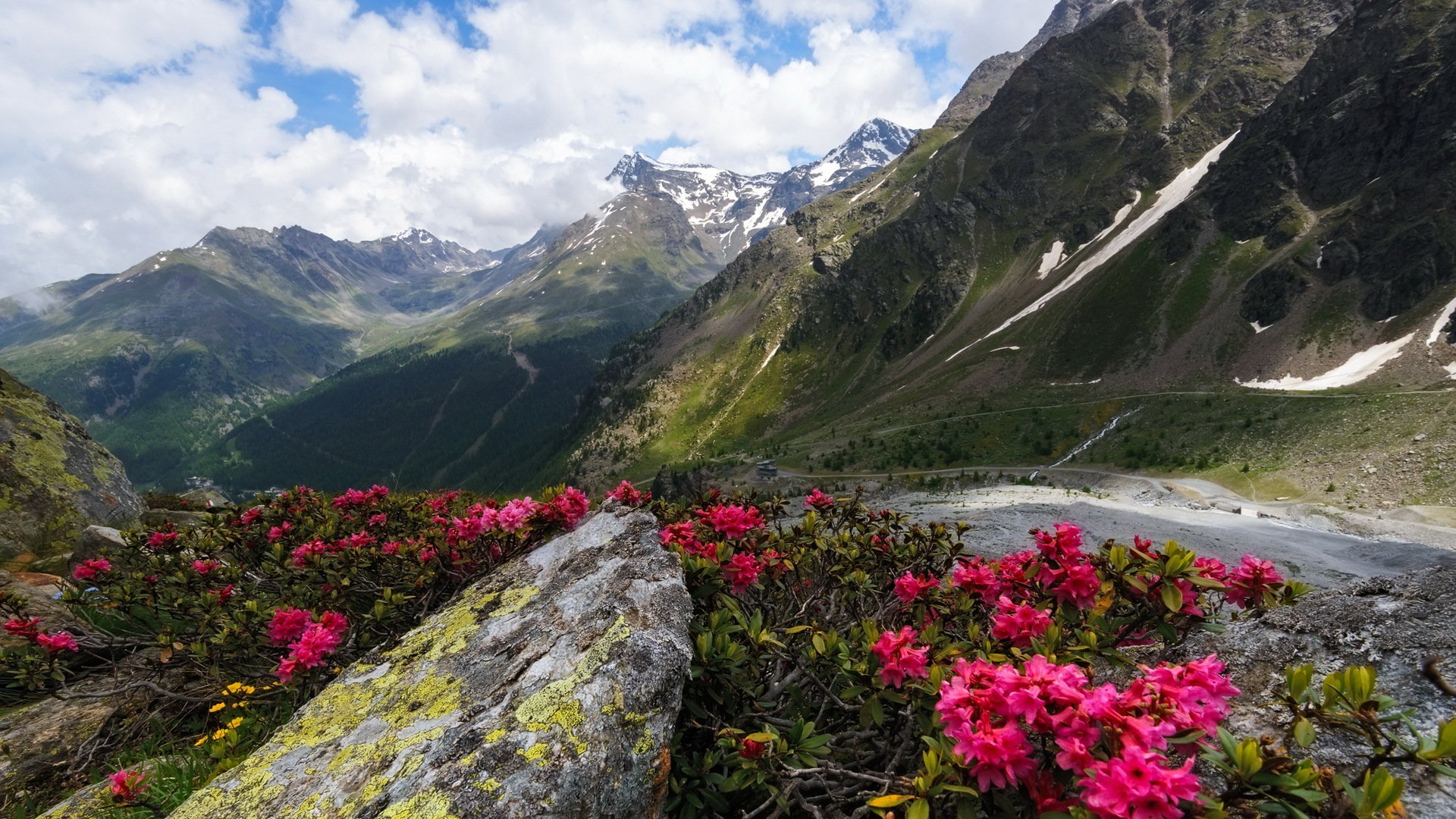 montañas flores paisaje