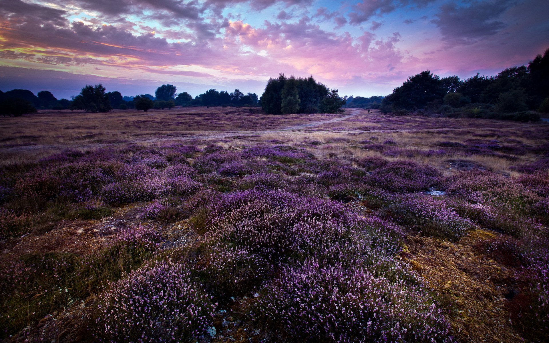 púrpura paisaje inglaterra gb