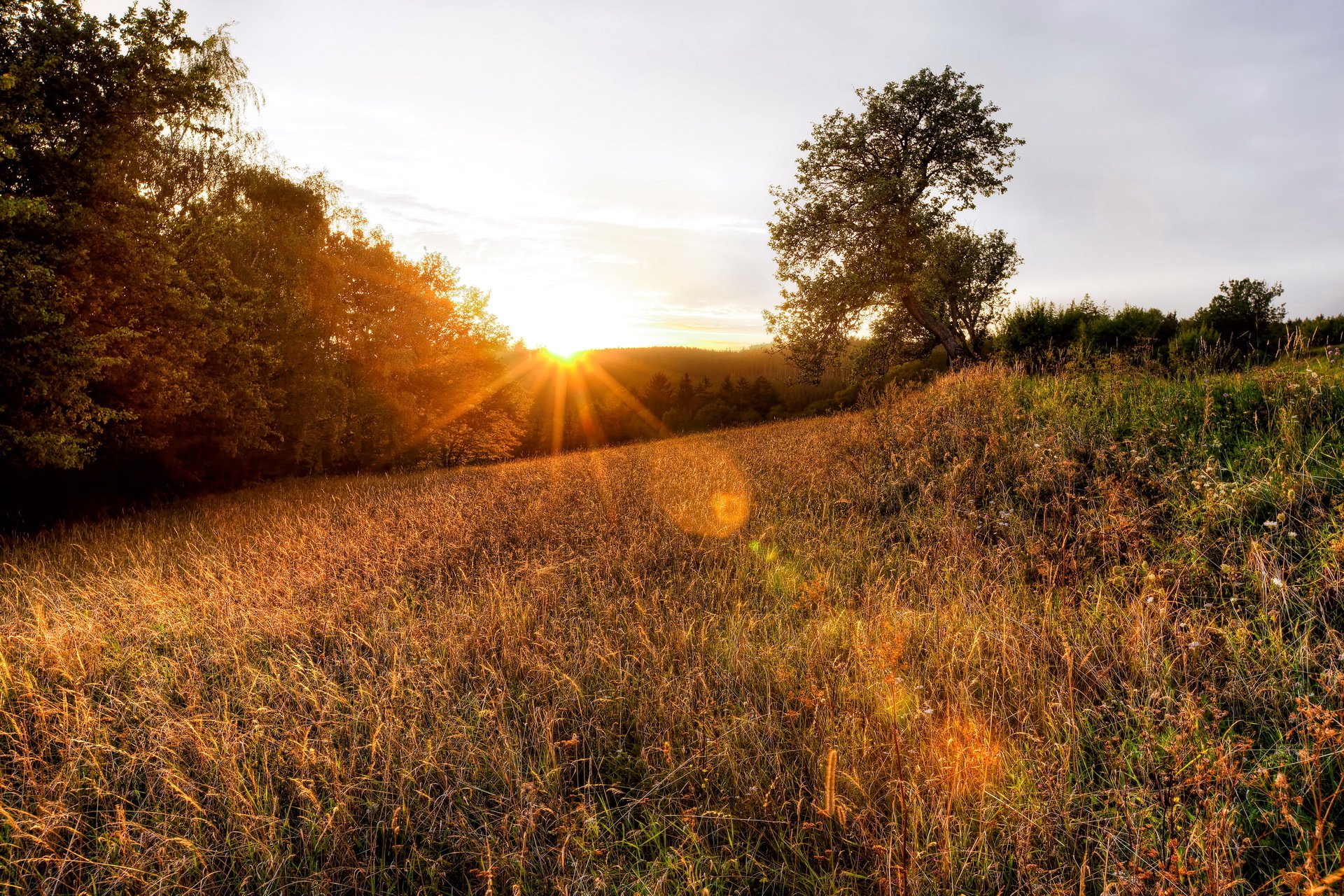 alba tramonto raggi di luce natura foresta erba alberi foto