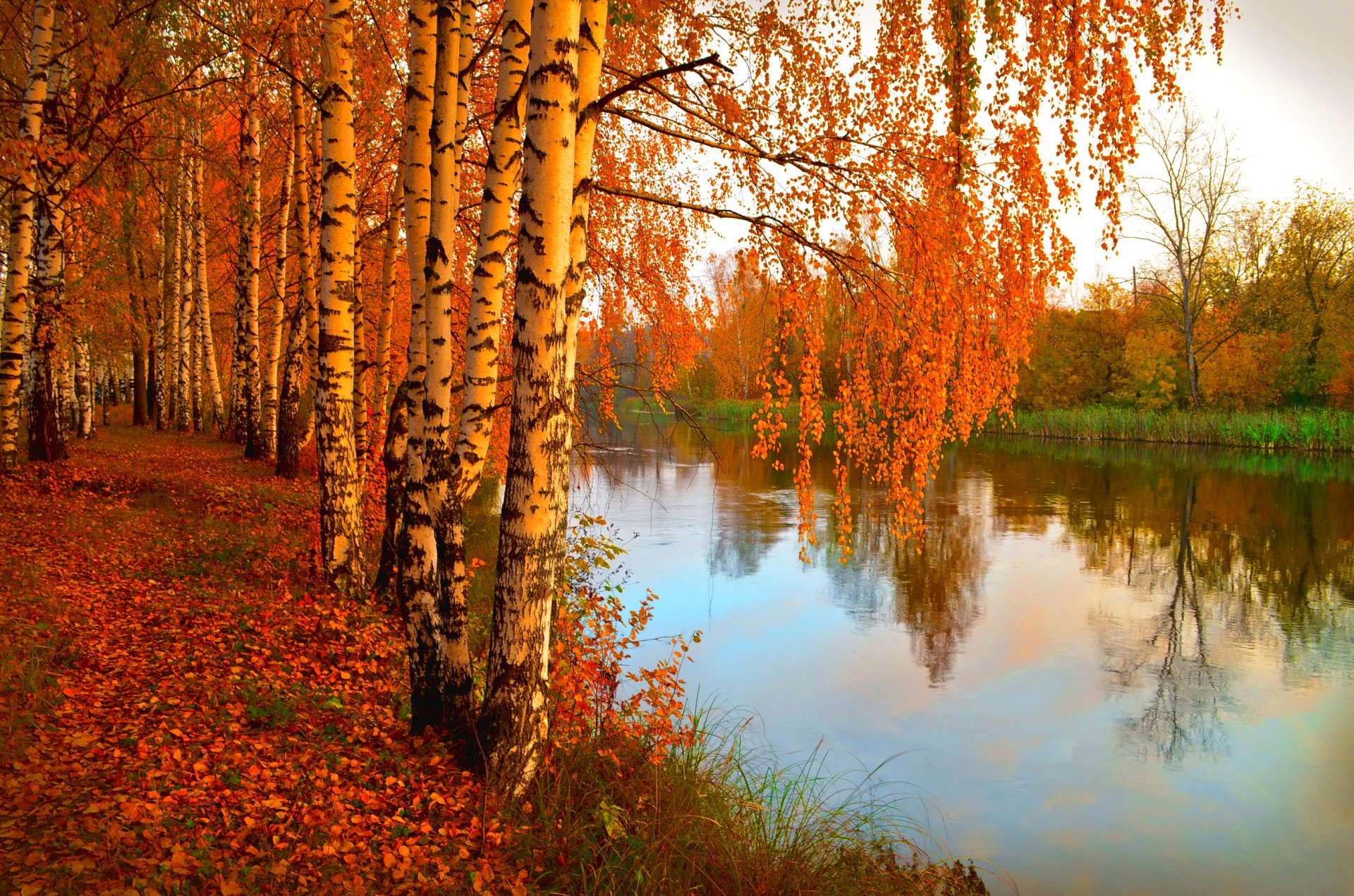 natur fluss wald bäume laub foto