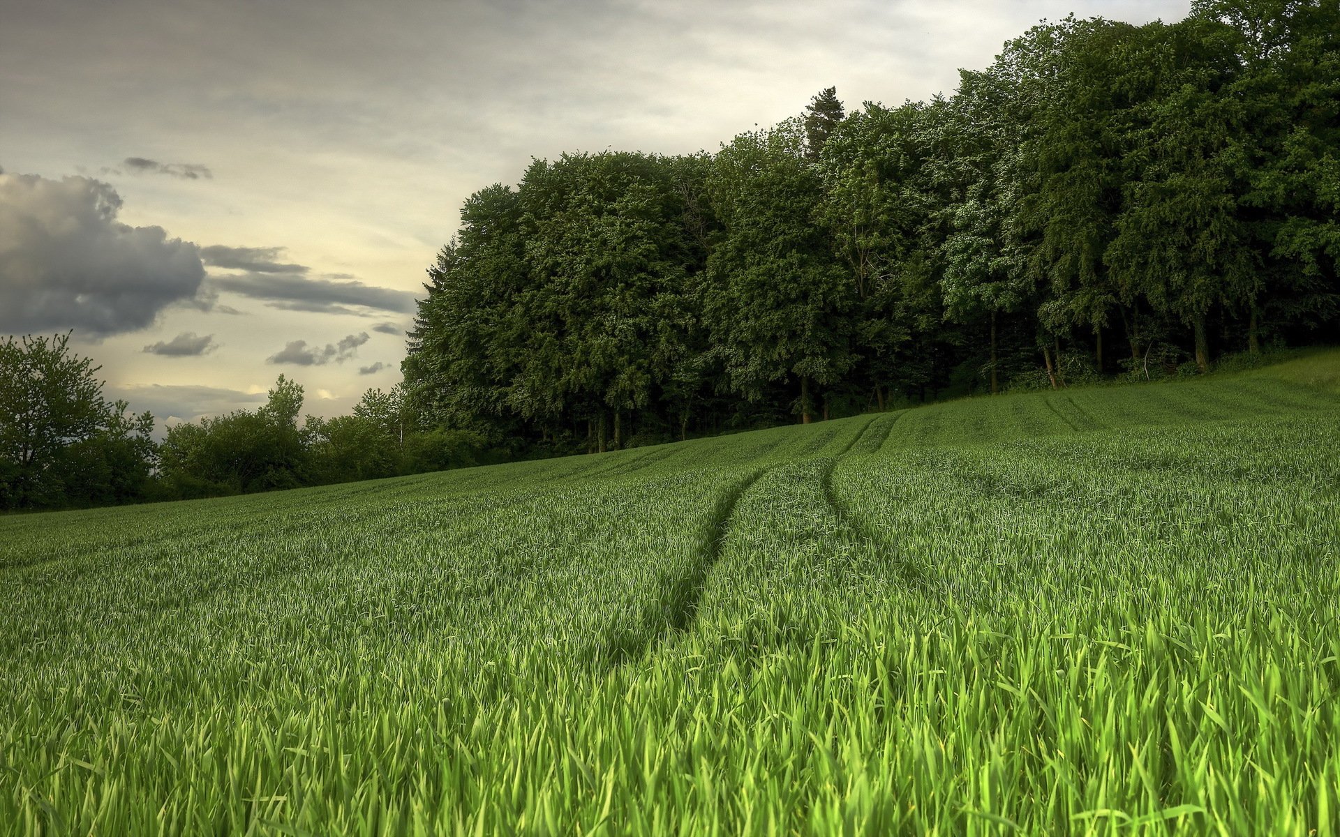 campo estate paesaggio