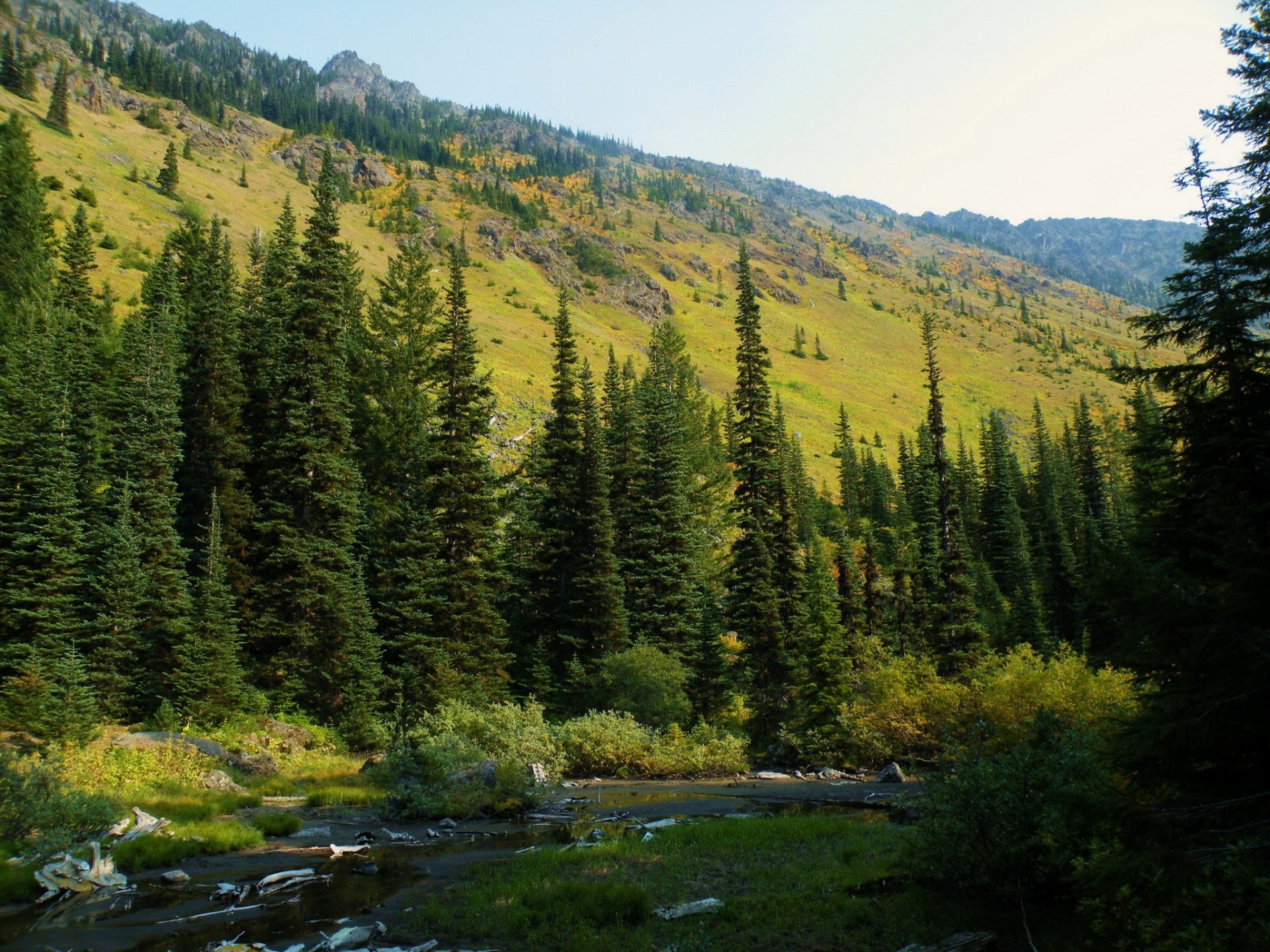 bosque estados unidos washington mf baker-snoqualmi nacional abeto naturaleza foto