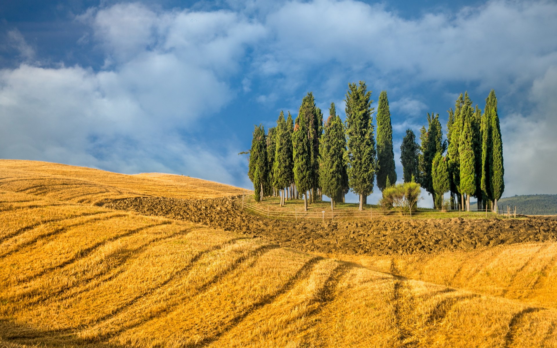 feld bäume sommer landschaft