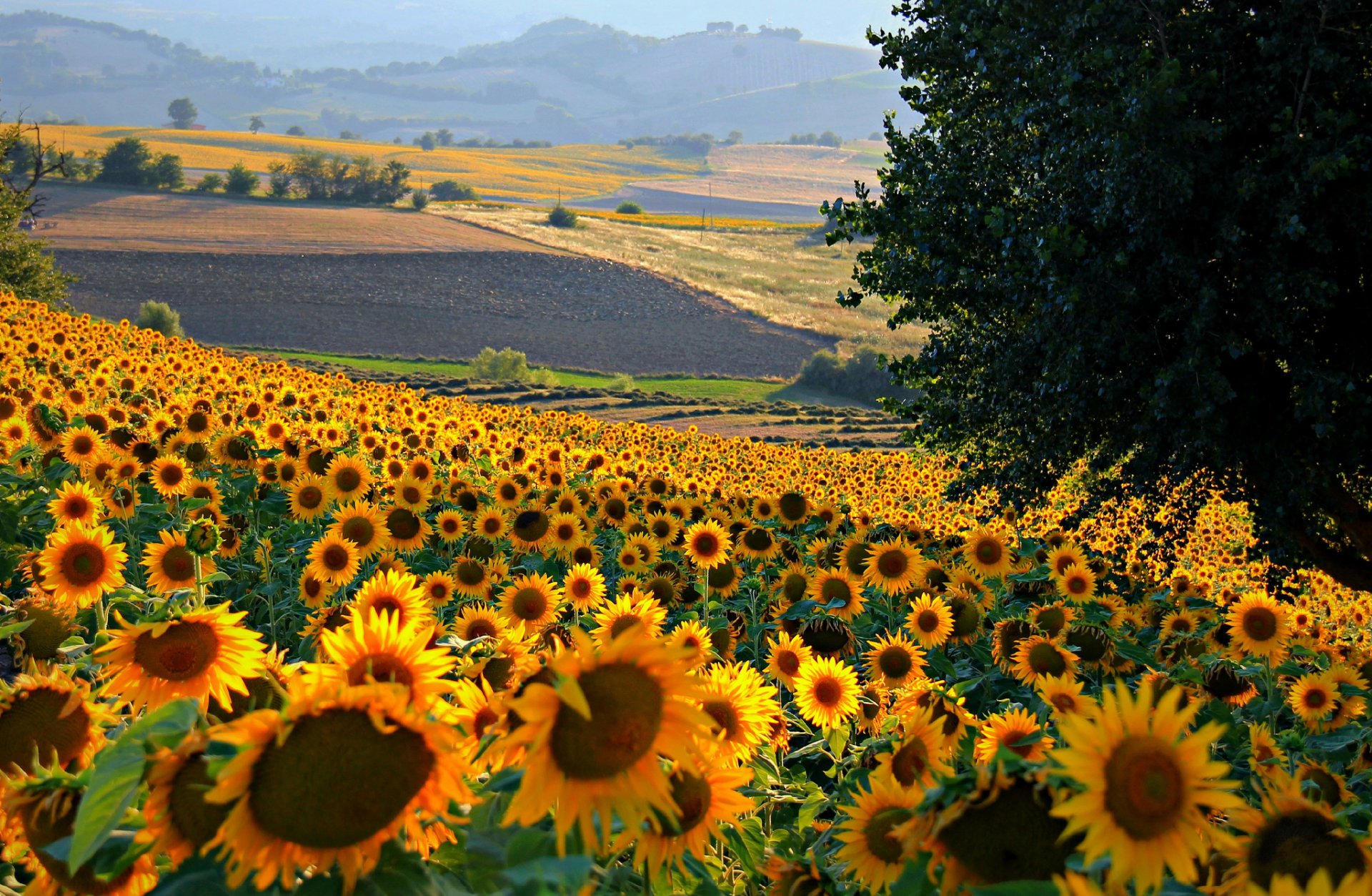 italie champ collines tournesol fleurs