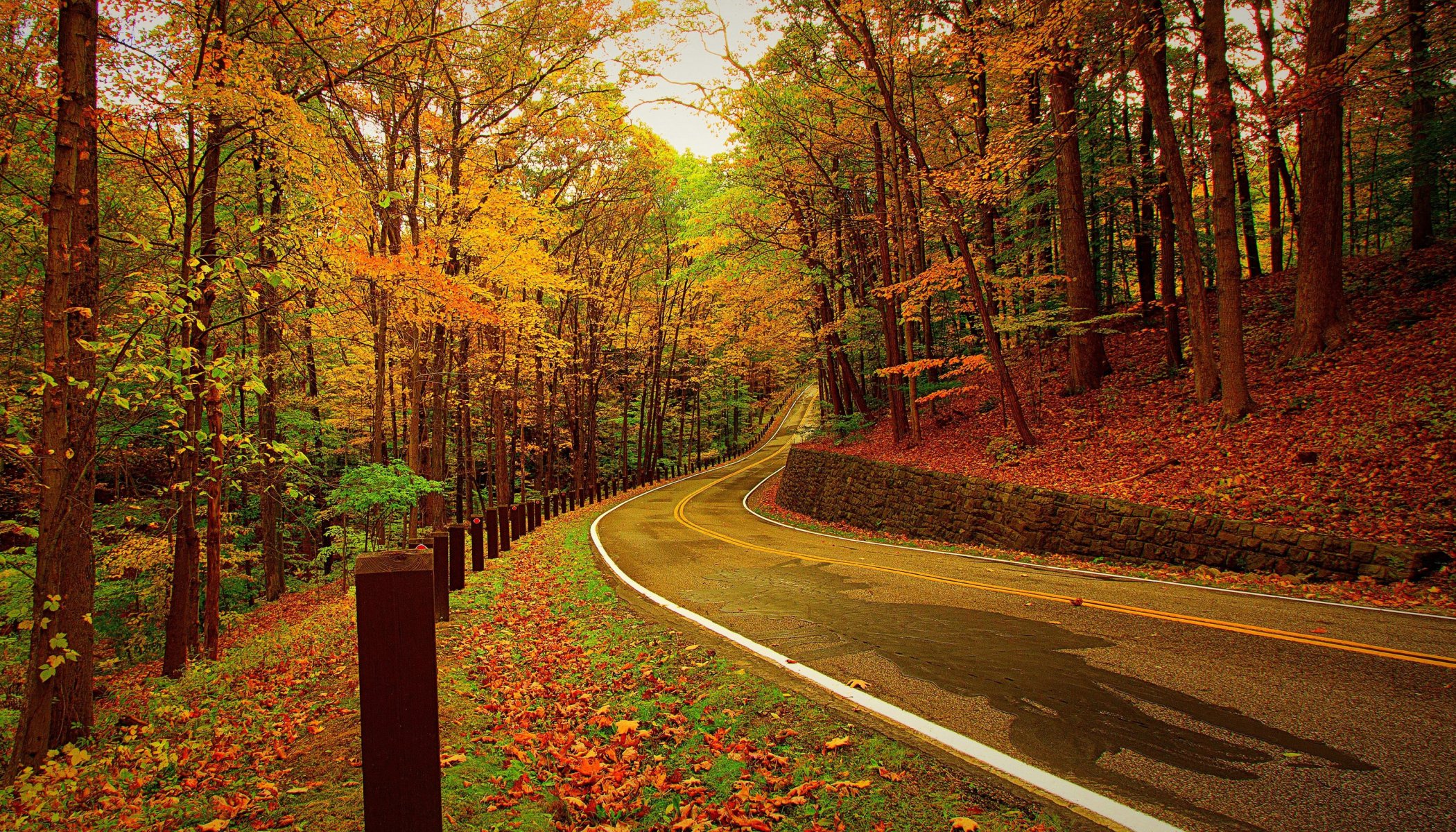 autunno strada foresta alberi foglie natura foto