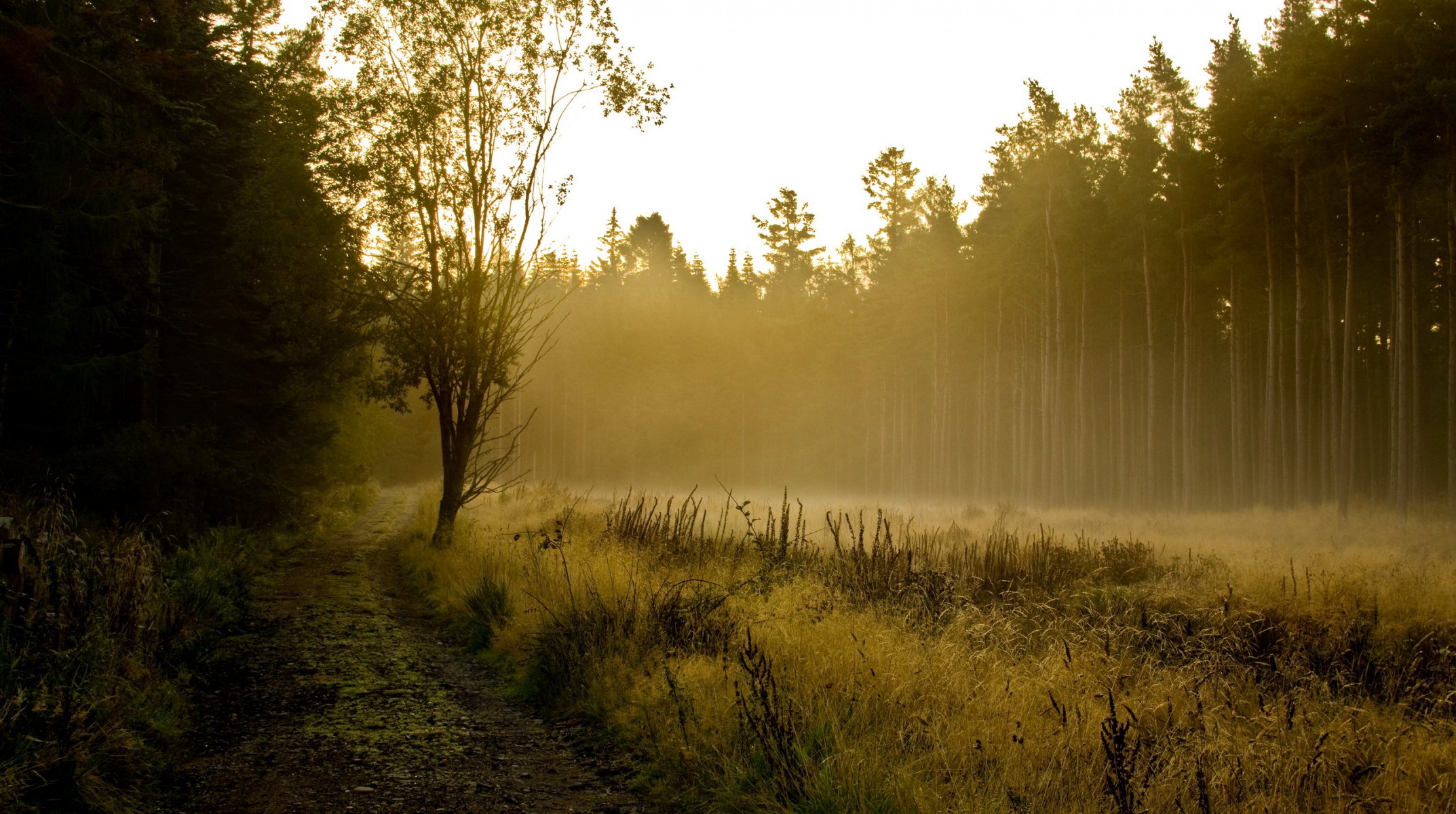 forest fog landscape