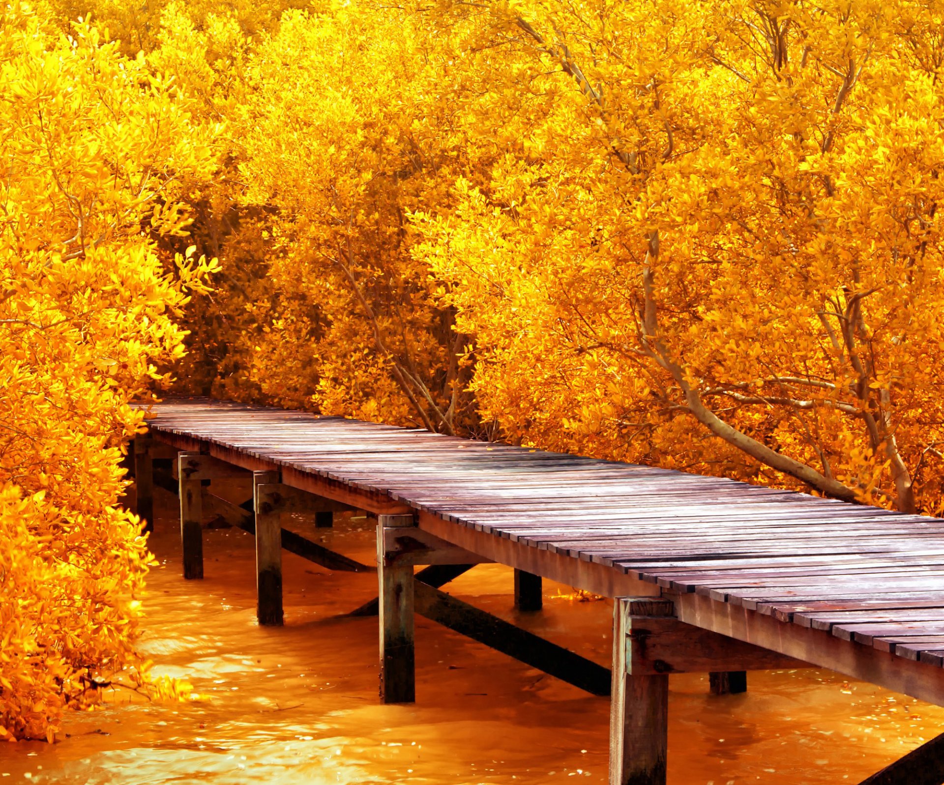 bäume herbst pier liegeplatz brücke