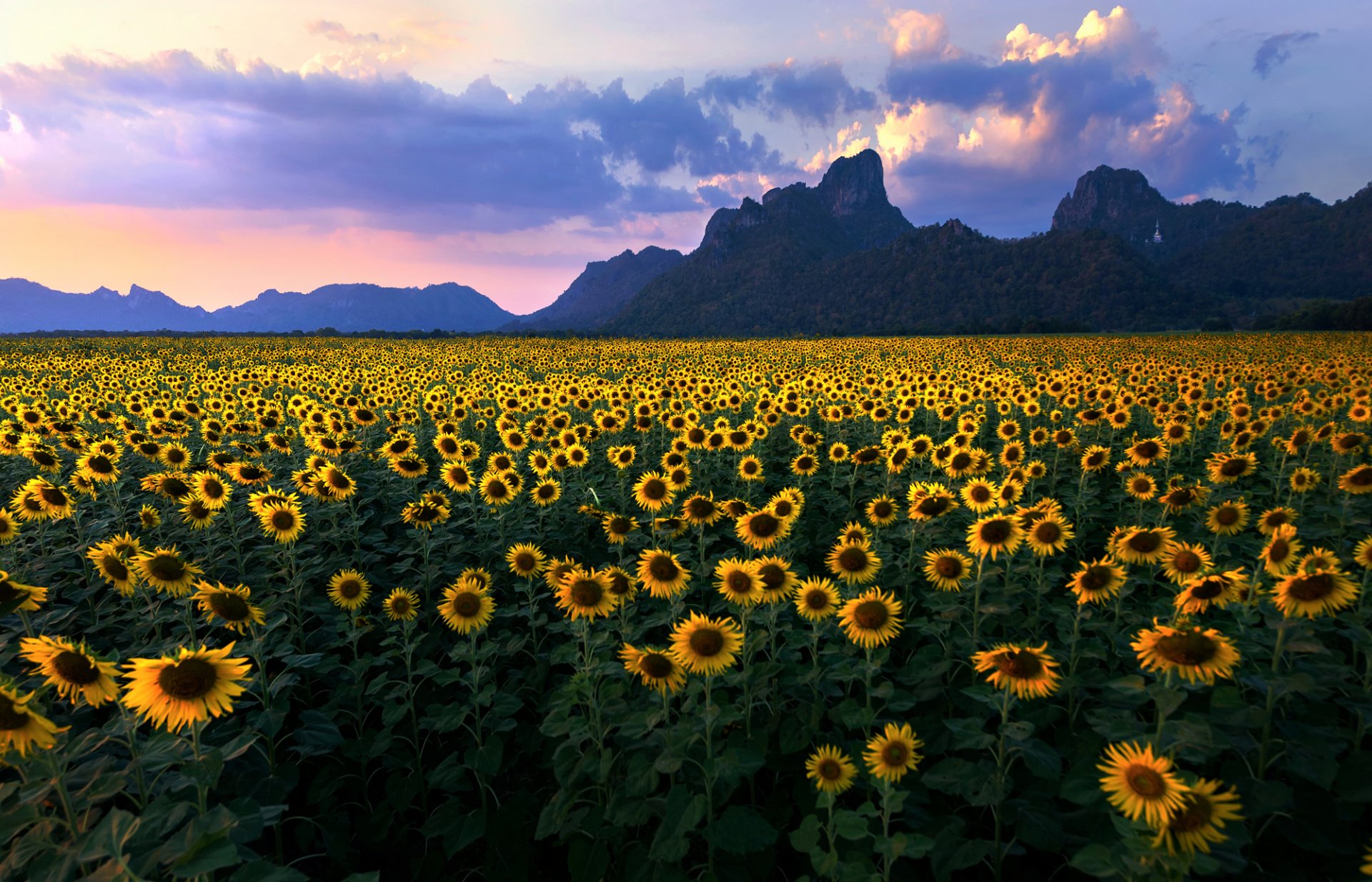 verano girasoles campo montañas cielo nubes