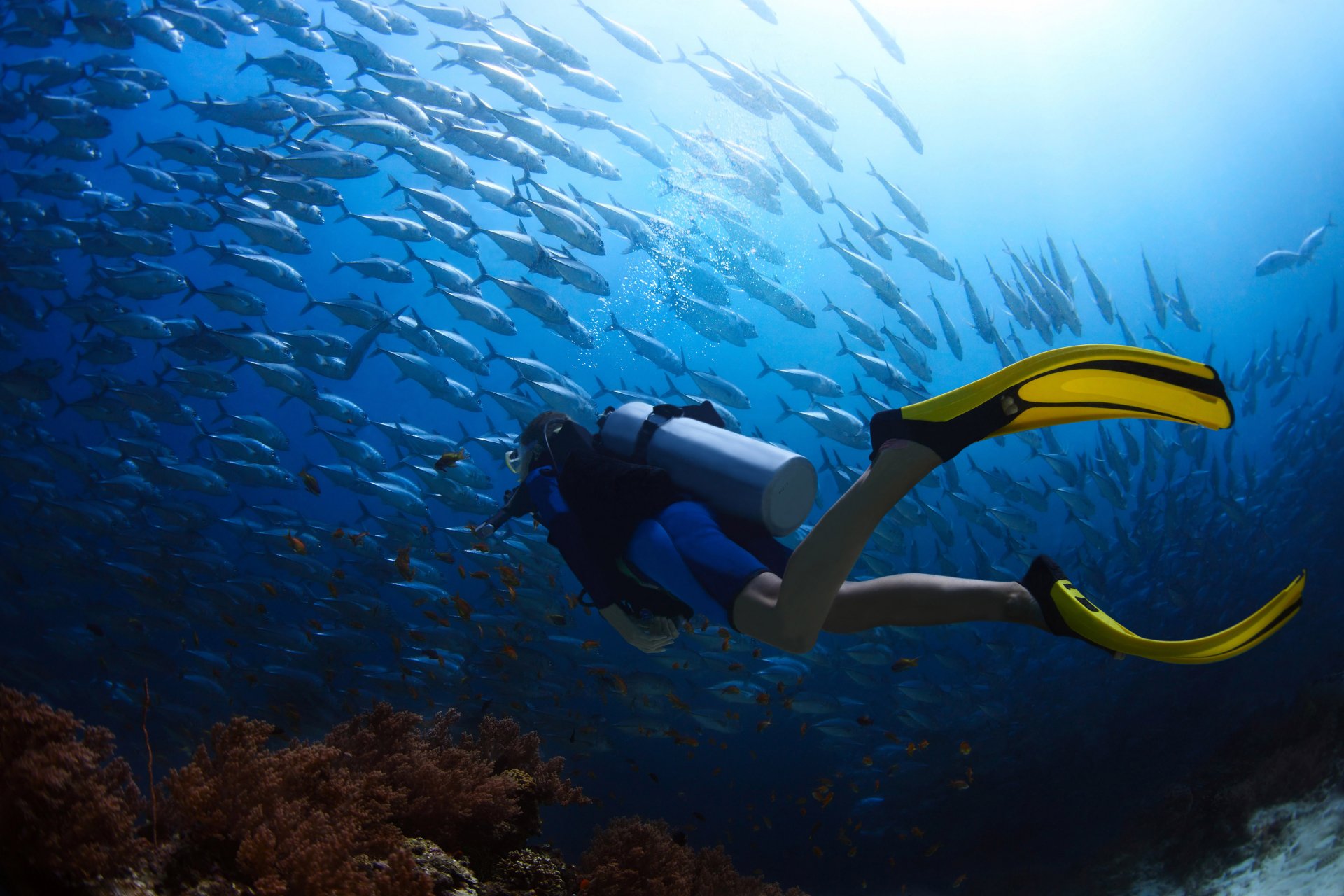 underwater landscape diving diver wetsuit scuba ocean coral fish school sports travel my planet bokeh wallpaper