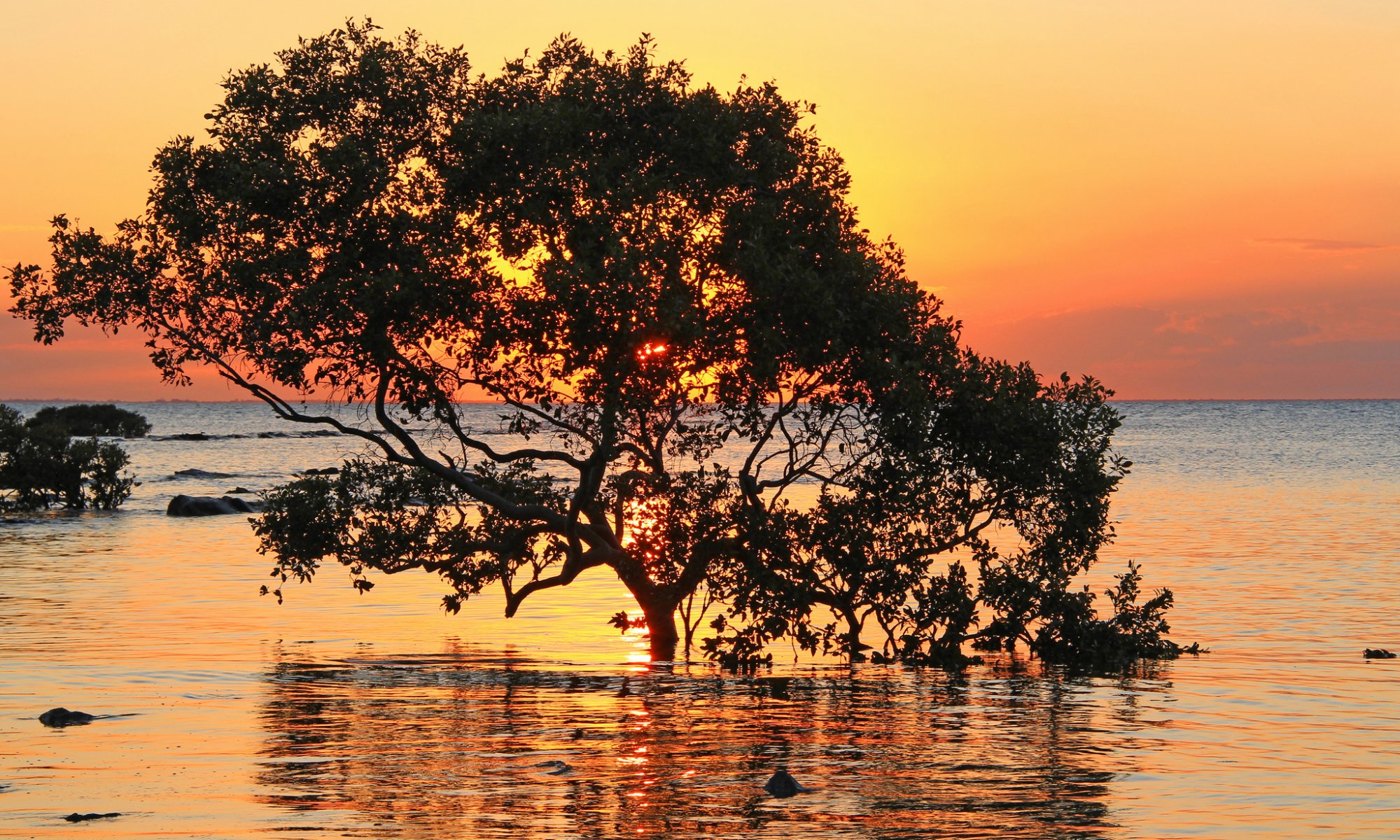 mare alberi tramonto