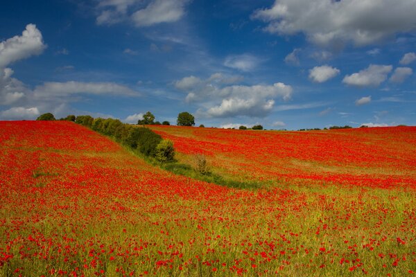 Die Wiese versinkt in roten Mohnblumen