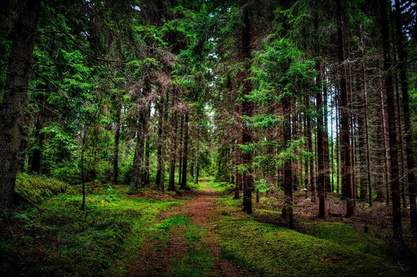 Foresta silenzio uccelli grazia