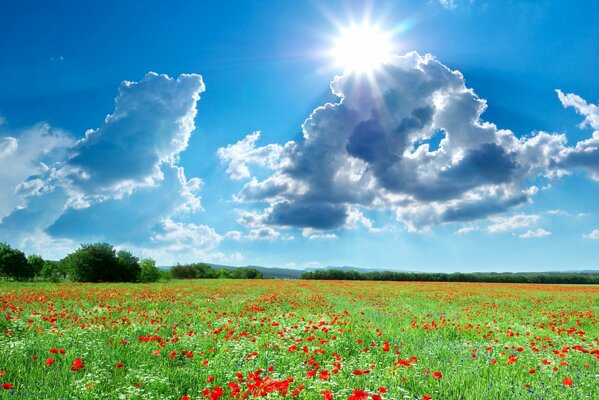 Sol brillante sobre el campo de amapola