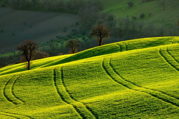 Campo de la mañana hermoso paisaje