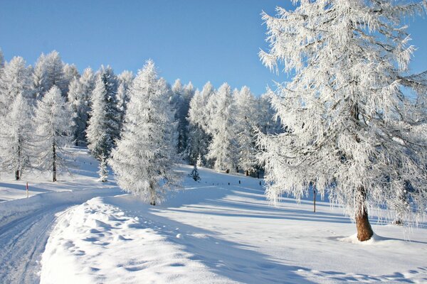 Die Schönheit des Winters verzaubert mit weißem Schnee