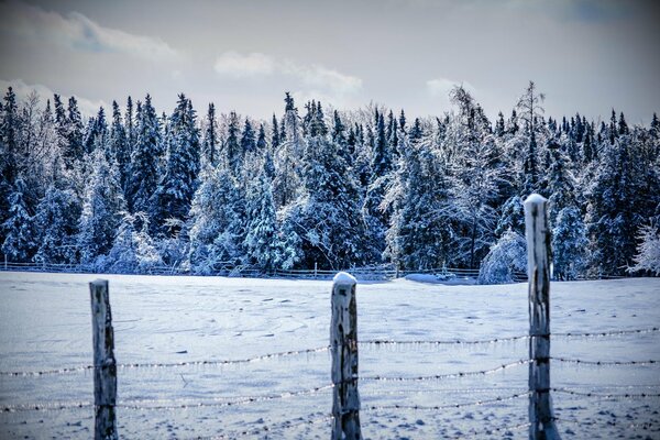 Forêt d épinettes d hiver en dehors de la ville