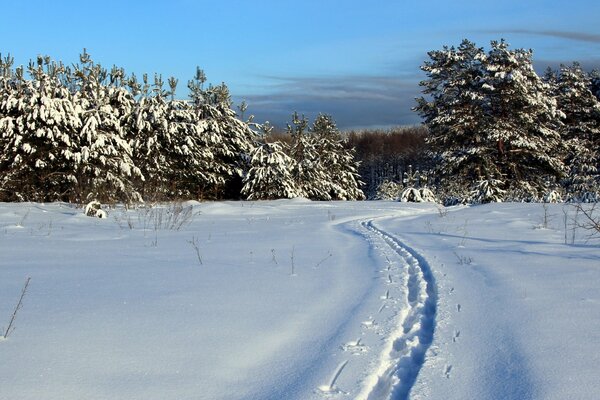 Spuren im tiefen weißen Schnee, die zum Wald führen