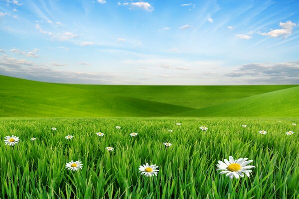 Blauer Himmel und grüne Wiese mit Gänseblümchen