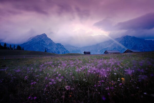 Lilac sunset in a field with flowers