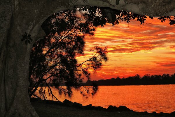 Albero su sfondo tramonto rosso