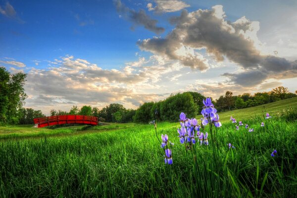 Purple flowers on a green meadow