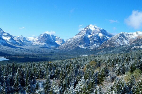 Foresta sullo sfondo di maestosi ghiacciai