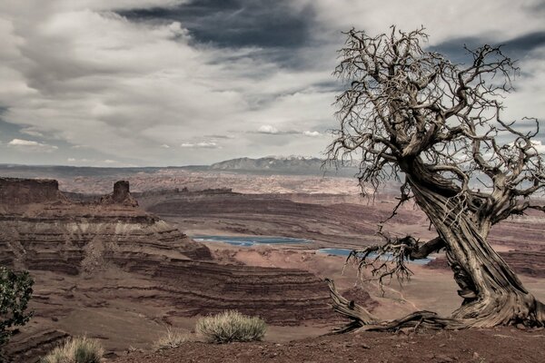 Un árbol en el fondo de un oasis espeluznante