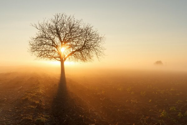 Ein von der Sonne beleuchteter Baum in der Mitte eines Feldes