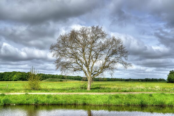 Árbol solitario en la orilla del río