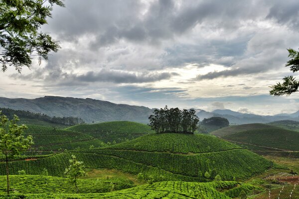 Amanecer tranquilo en una plantación de té