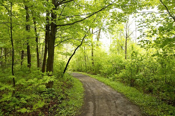 La luz del sol entre el follaje de los árboles en el bosque