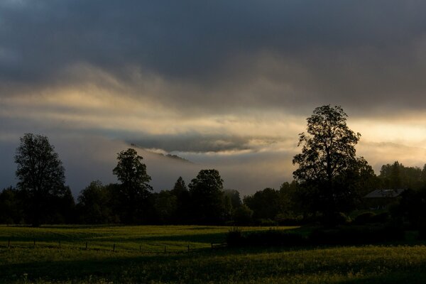 Trees at dawn in Bavaria against a cloudy sky