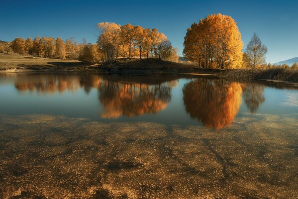 Otoño dorado en la orilla del río