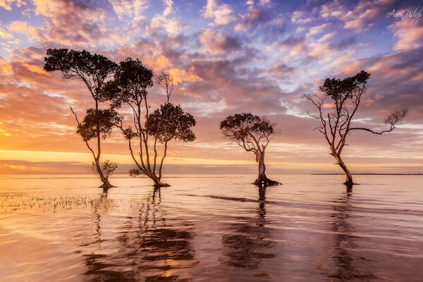 Árboles en el agua con el reflejo de nebai