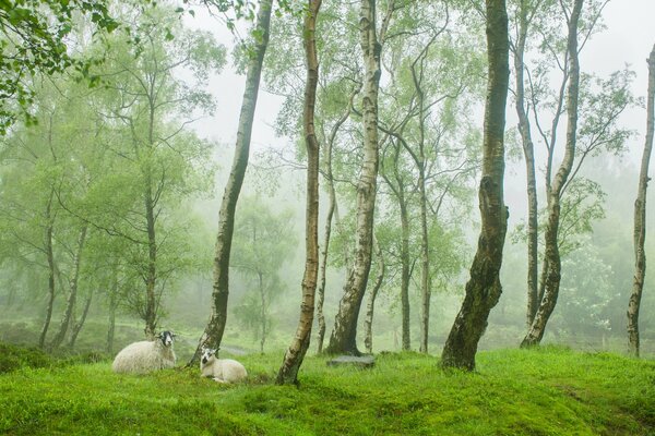 Sheep on the edge of the forest