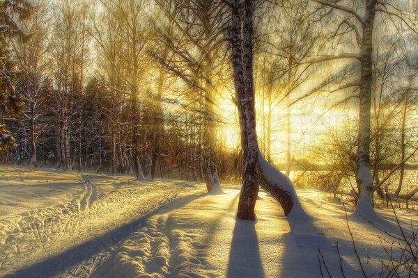 Sunset in the winter forest is like a road to the sky