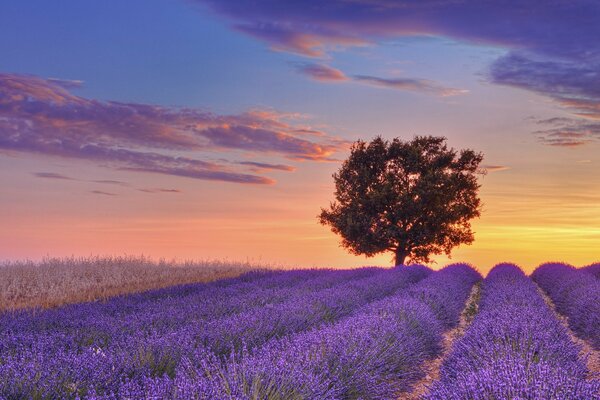 Albero sul campo di lavanda