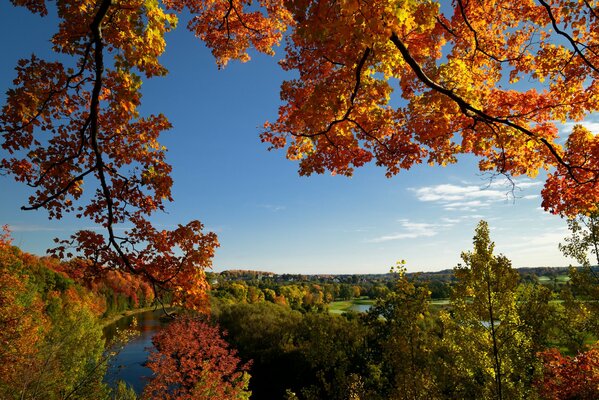 Herbst. Gelber Fuchs auf Bäumen, klarer Himmel