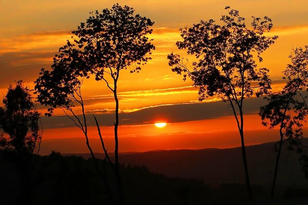 Silueta de árboles en el fondo de la puesta de sol