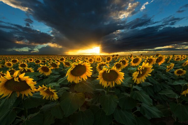 Sunflowers on the background of sunset