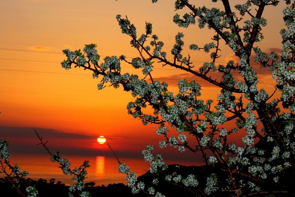 A blooming tree on the background of a magical sunset