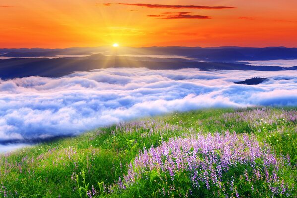 A beautiful summer landscape under a blue sky. Blooming lavender