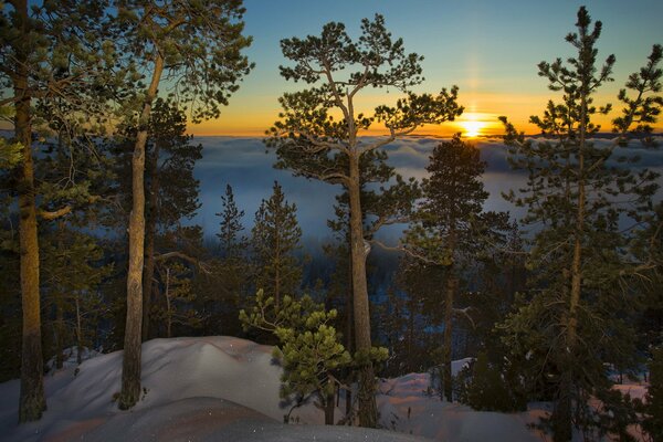 White snow in the morning among the trees