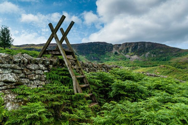 Wooden staircase in the middle of a field of ferns