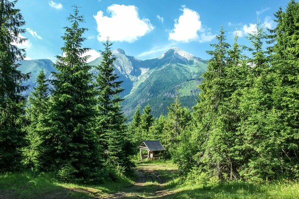 Pozzo nella foresta ai piedi delle montagne