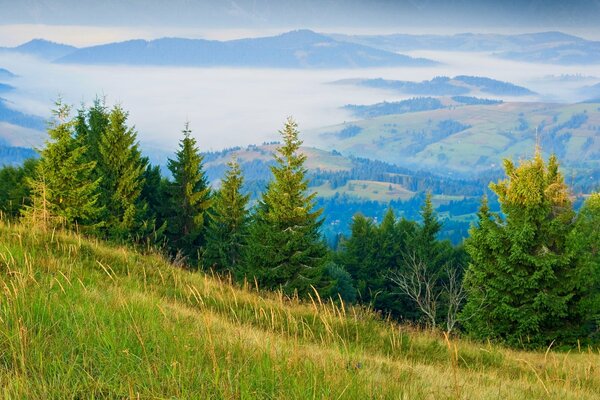 Green Christmas trees are fluffy on the slope