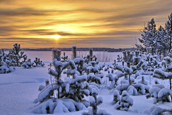 Trees in the snow on the background of sunset