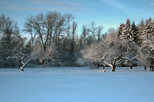 Champ de neige avec des arbres